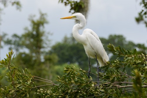 A great egret stands gracefully on a branch, surrounded by lush green foliage against a cloudy sky.
