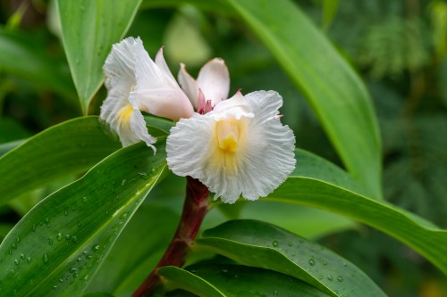 A close-up of white orchid flowers with yellow centers, surrounded by lush green leaves.