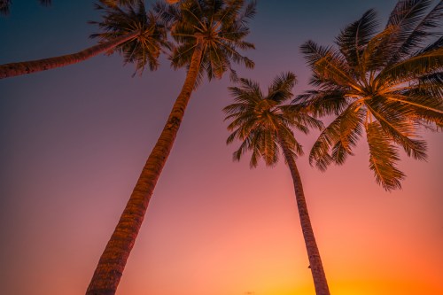 Silhouetted palm trees against a vibrant sunset sky with hues of orange and purple.