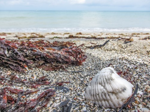 A close-up of a seashell on a sandy beach, with seaweed and calm ocean waves in the background.