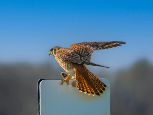 A hawk perched on a sign, wings partially spread, against a clear blue sky.