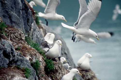 A group of white seabirds on rocky terrain, with one bird taking flight over the ocean.