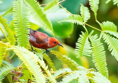 A small red bird perched among vibrant green ferns in a lush, tropical setting.