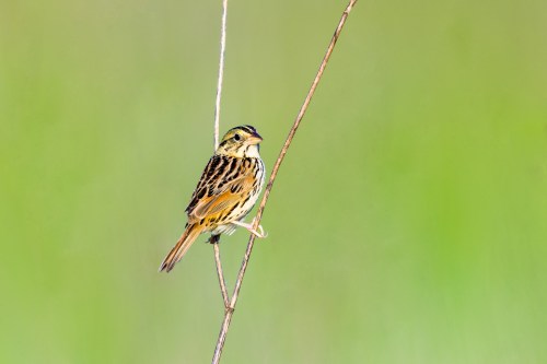 Henslows sparrow perched on some dead plants against a green background.