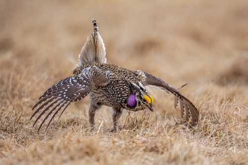 Sharp-tailed Grouse male displaying Sharp-tailed Grouse male displaying lekking courtship behaviors in a grassland.