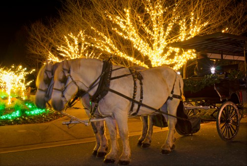 A horse-drawn carriage is parked near trees adorned with bright, twinkling lights at night.