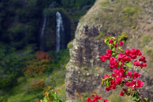 Vibrant pink flowers in the foreground with a lush green landscape and a waterfall in the background.