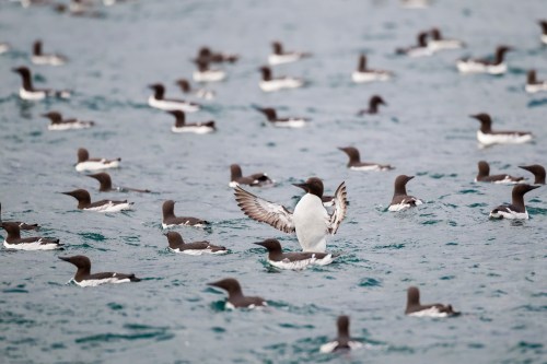 A flock of birds swimming in water, with one bird spreading its wings in the foreground.
