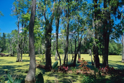 Lush green swamp with tall trees and vibrant plants, reflecting a bright blue sky.