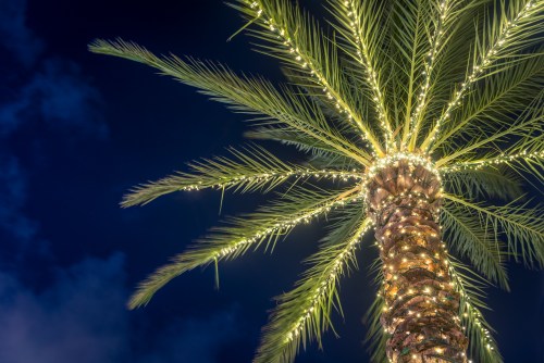 A palm tree adorned with glowing lights against a dark night sky.
