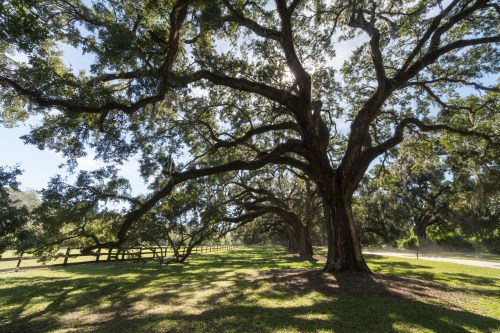 A serene landscape featuring large, sprawling trees casting shadows on a grassy area, with a fence in the background.