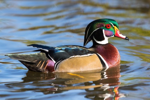 A colorful wood duck swimming in calm water, showcasing its vibrant plumage and distinctive markings.