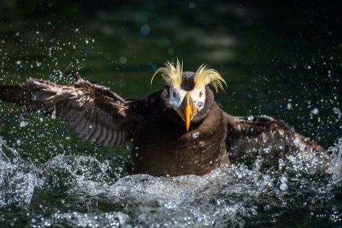 A close-up of a puffin splashing in water, showcasing its vibrant beak and distinctive feathered crest.