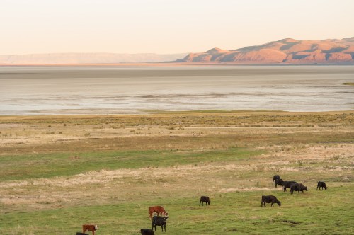 A serene landscape featuring cows grazing on green grass near a vast, dry lakebed and distant mountains at sunset.