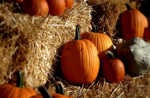 A collection of orange pumpkins resting on straw bales, with varying sizes and textures.