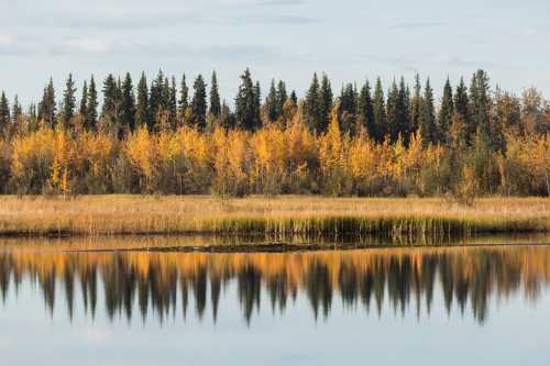 A serene lake reflecting vibrant autumn foliage and evergreen trees under a clear sky.