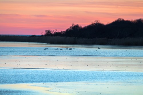 A serene landscape at sunset, featuring calm waters, silhouettes of trees, and birds swimming in the distance.