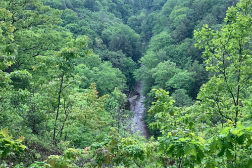 Lush green trees surround a winding river in a serene valley, showcasing vibrant foliage and natural beauty.