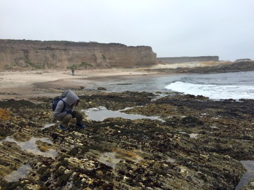 A person in a hoodie crouches on rocky shore, examining tide pools, with a beach and cliffs in the background.
