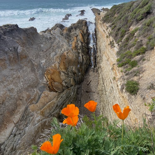 Vibrant orange poppies bloom near a rocky coastal cliff overlooking the ocean and waves crashing on the shore.