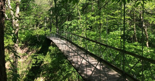 Suspension bridge over a small ravine, surrounded by lush, bright green spring foliage in a shaded forest.