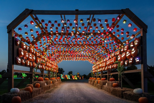 A festive pumpkin archway illuminated with colorful jack-o'-lanterns, leading down a gravel path at dusk.