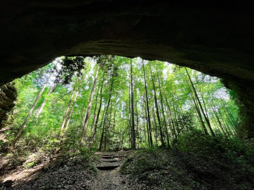 View from inside a cave, looking out at a lush forest with tall trees and bright green foliage.