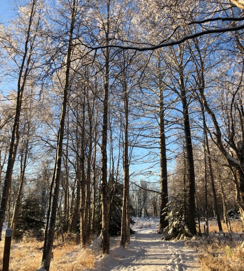 A snowy path through a forest of tall, bare trees under a clear blue sky. Frost glistens on the branches.