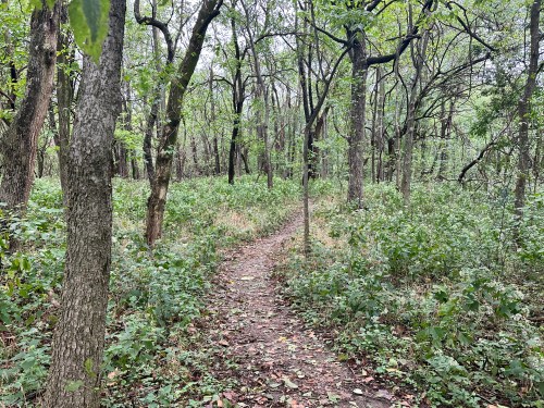 A narrow dirt path winds through a lush, green forest with trees and underbrush.