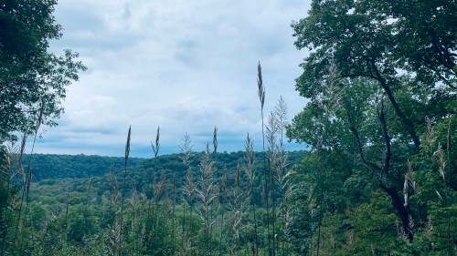 A scenic view of a lush green landscape with tall grasses and trees under a cloudy sky.