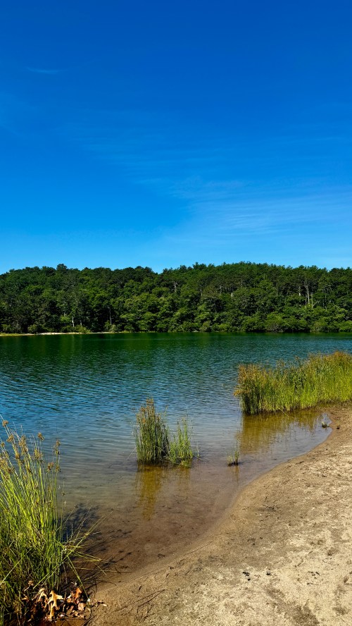 A serene lake surrounded by lush greenery under a clear blue sky, with sandy shores and tall grass.