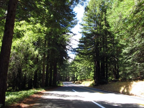 A winding road surrounded by tall green trees under a bright blue sky. Sunlight filters through the foliage.