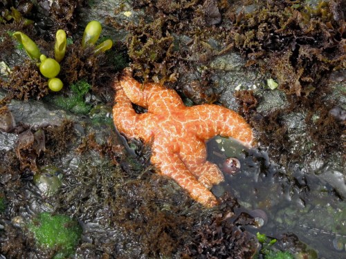 An orange starfish rests on wet rocks surrounded by green seaweed and dark marine plants.