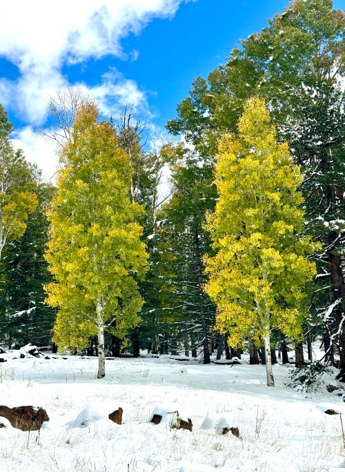 Two tall, yellow-leaved trees stand in a snowy landscape, surrounded by green coniferous trees and a blue sky.