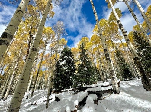 A snowy forest with tall aspen trees and vibrant yellow leaves under a blue sky with scattered clouds.