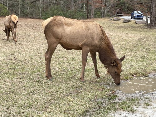 A young elk grazes near a puddle in a grassy area, with another elk in the background and a car parked nearby.