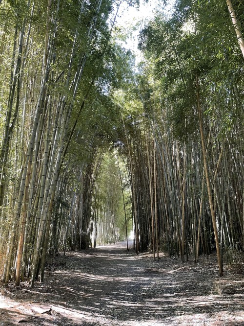 A serene path through a dense bamboo forest, with tall bamboo stalks arching overhead.