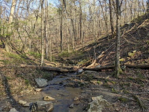 A serene forest scene with a small creek flowing through, surrounded by trees and fallen logs on the forest floor.