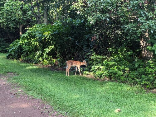 A young deer with spots grazes near dense greenery along a path in a natural setting.