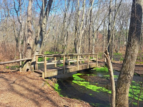 A wooden bridge over a small stream, surrounded by bare trees and green algae in a peaceful forest setting.