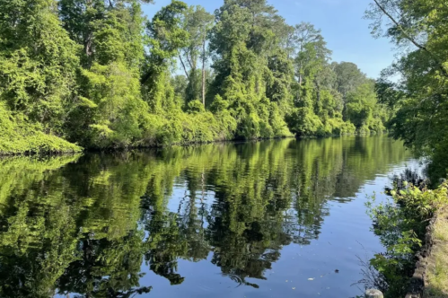 A serene river scene with lush green trees reflecting on calm water under a clear blue sky.