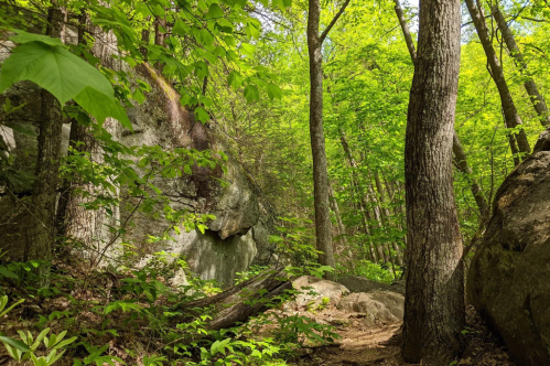 Lush green forest with tall trees and large rocks, creating a serene natural landscape.
