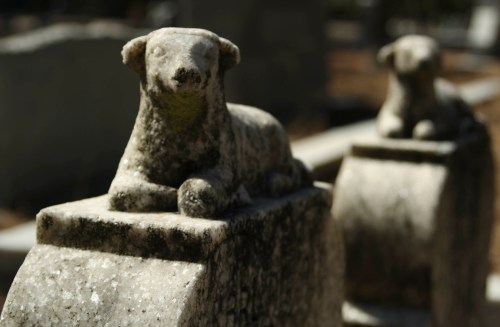Two weathered stone dog sculptures resting on grave markers in a cemetery, with a blurred background.