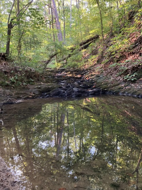 A serene forest scene with a shallow stream reflecting trees and greenery in the calm water.