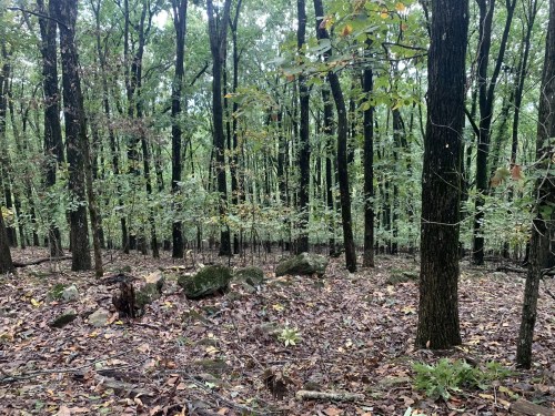 A dense forest with tall trees, scattered rocks, and a carpet of fallen leaves on the ground.