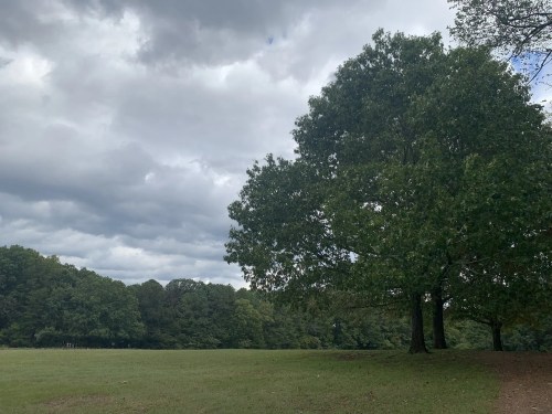 A grassy field under a cloudy sky, with a large tree on the right and a forest in the background.