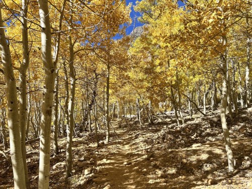 A sunlit forest path lined with golden autumn leaves and slender trees, surrounded by rocky terrain.