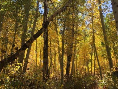 A vibrant forest scene with tall trees displaying bright yellow leaves under a clear blue sky.