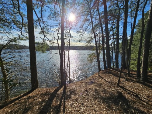 A serene lakeside view through trees, with sunlight reflecting on the water and a clear blue sky.