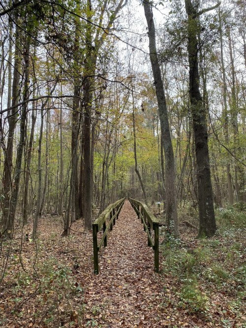 A wooden path through a forest, lined with trees and fallen leaves, leading into a tranquil, wooded area.
